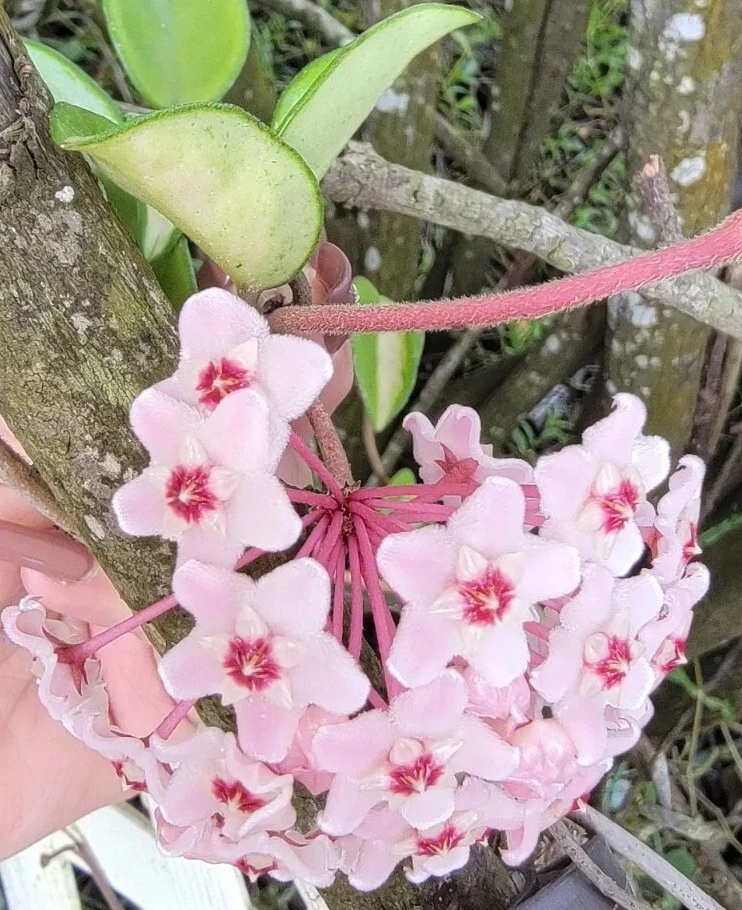 Variegated Hoya Krimson Princess Live Plant 5 inch in 4 inch Pot Indoor/Outdoor - Image 1