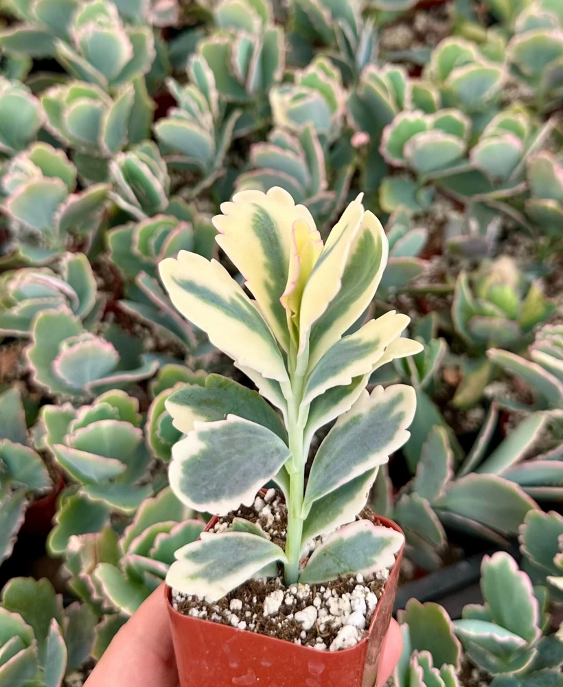 Variegated Kalanchoe Fedtschenkoi Live Plant 2" Pot - Lavender Scallops Succulent - Image 1
