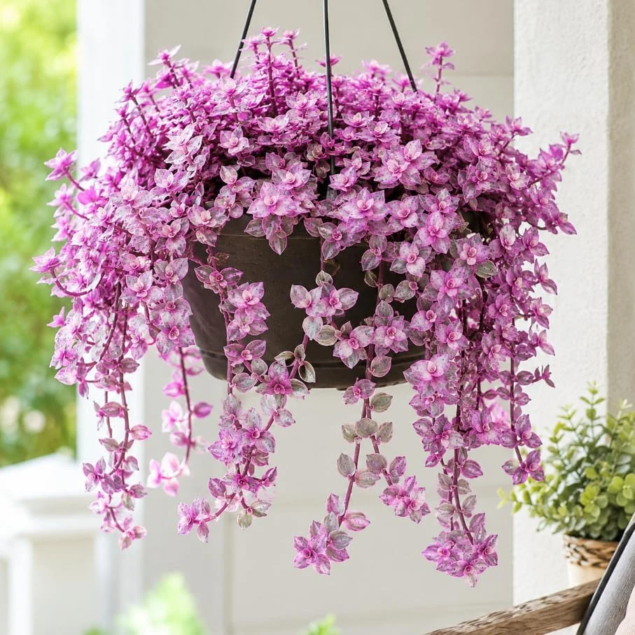Variegated Pink Callisia Repens Live Plant - Miniature Wandering Jew - Indoor Trailing Plant - 2 Inch Pot - Image 1