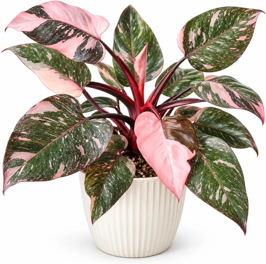 Variegated Pink Philodendron Live Plant - 4-6 Inches Tall Tropical Houseplant - Image 1