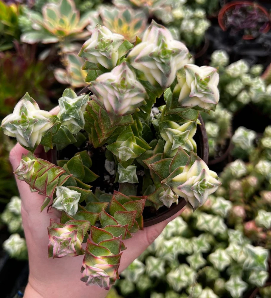 Variegated String of Buttons Live Succulent Plant - 4 inch Pot, Trailing - Image 2