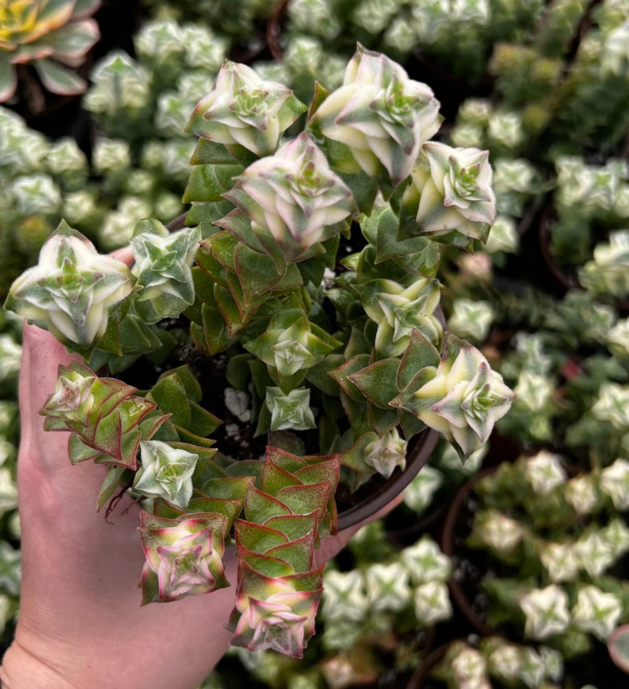 Variegated String of Buttons Live Succulent Plant - 4 inch Pot, Trailing - Image 3