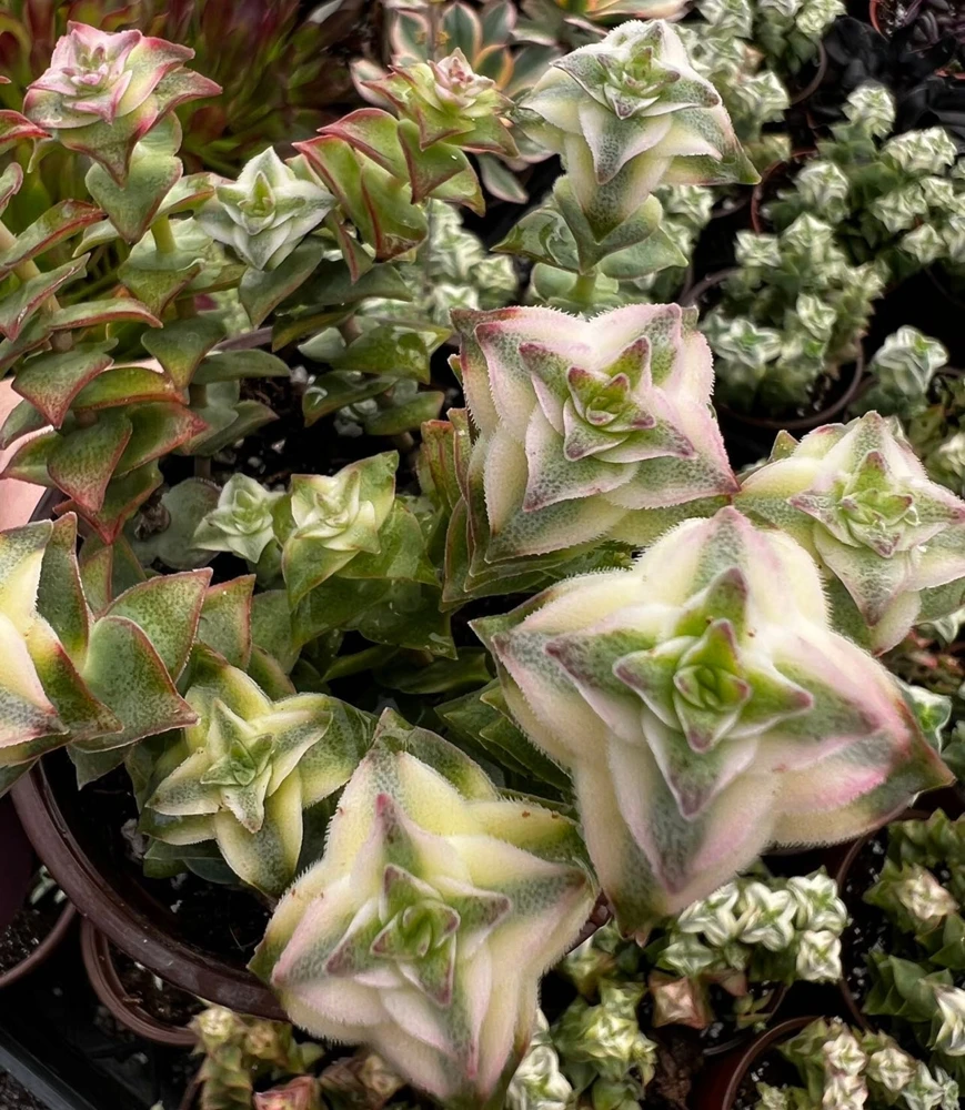 Variegated String of Buttons Live Succulent Plant - 4 inch Pot, Trailing - Image 1