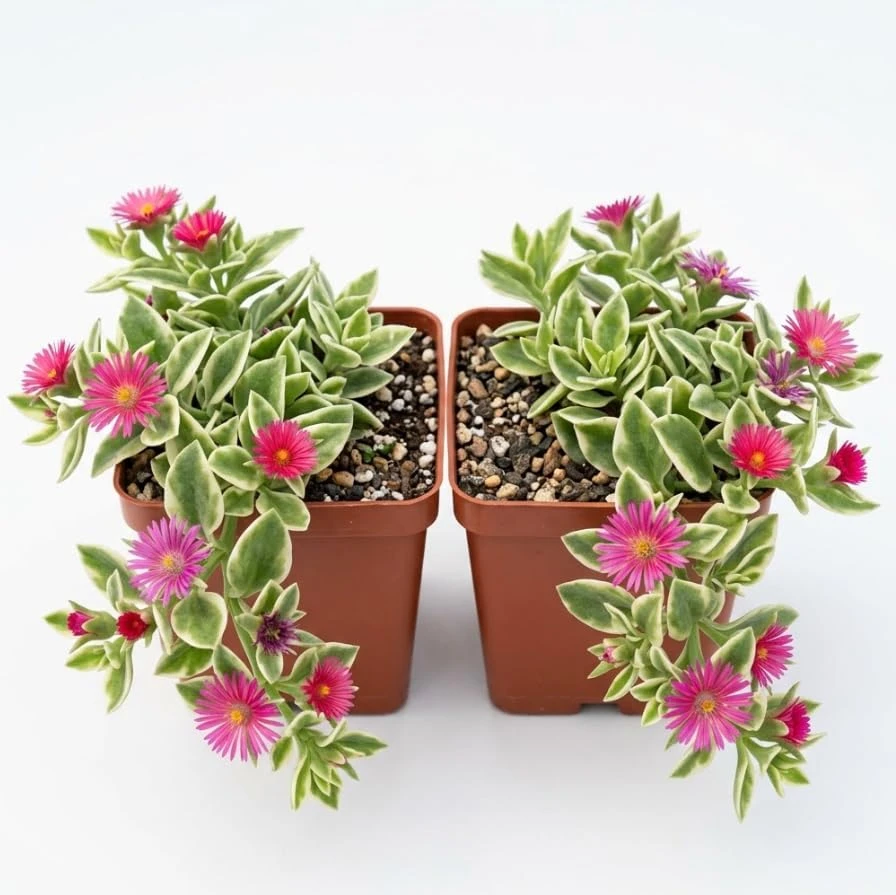 Variegated Sun Rose Succulent Live Plant - Aptenia Cordifolia - 2 Inch Pot - Image 1