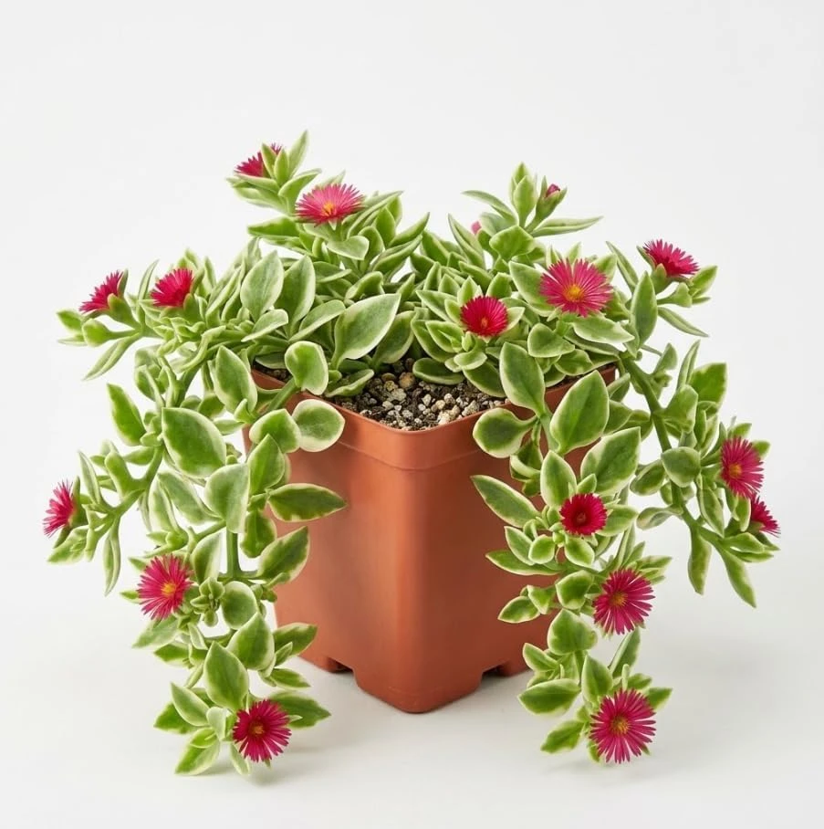 Variegated Sun Rose Succulent Live Plant - Aptenia Cordifolia - 2 Inch Pot - Image 1