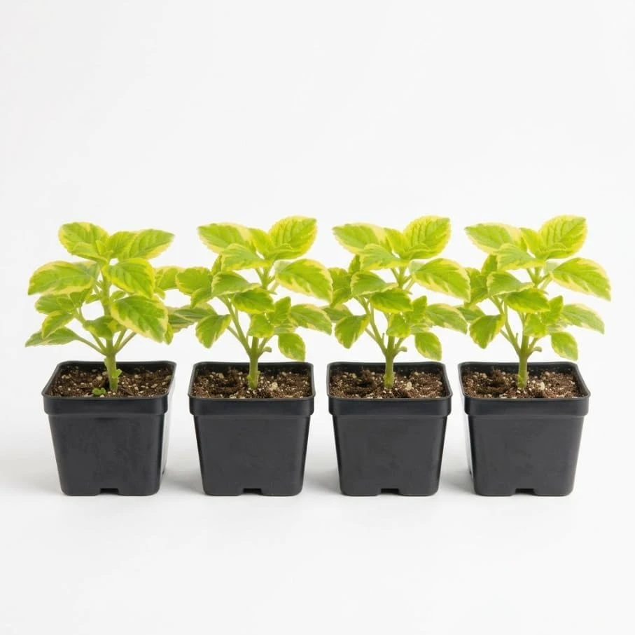 Variegated Swedish Ivy Live Plant Set - 4 Plants in 2 Inch Pots - Indoor/Outdoor Trailing Foliage - Image 1