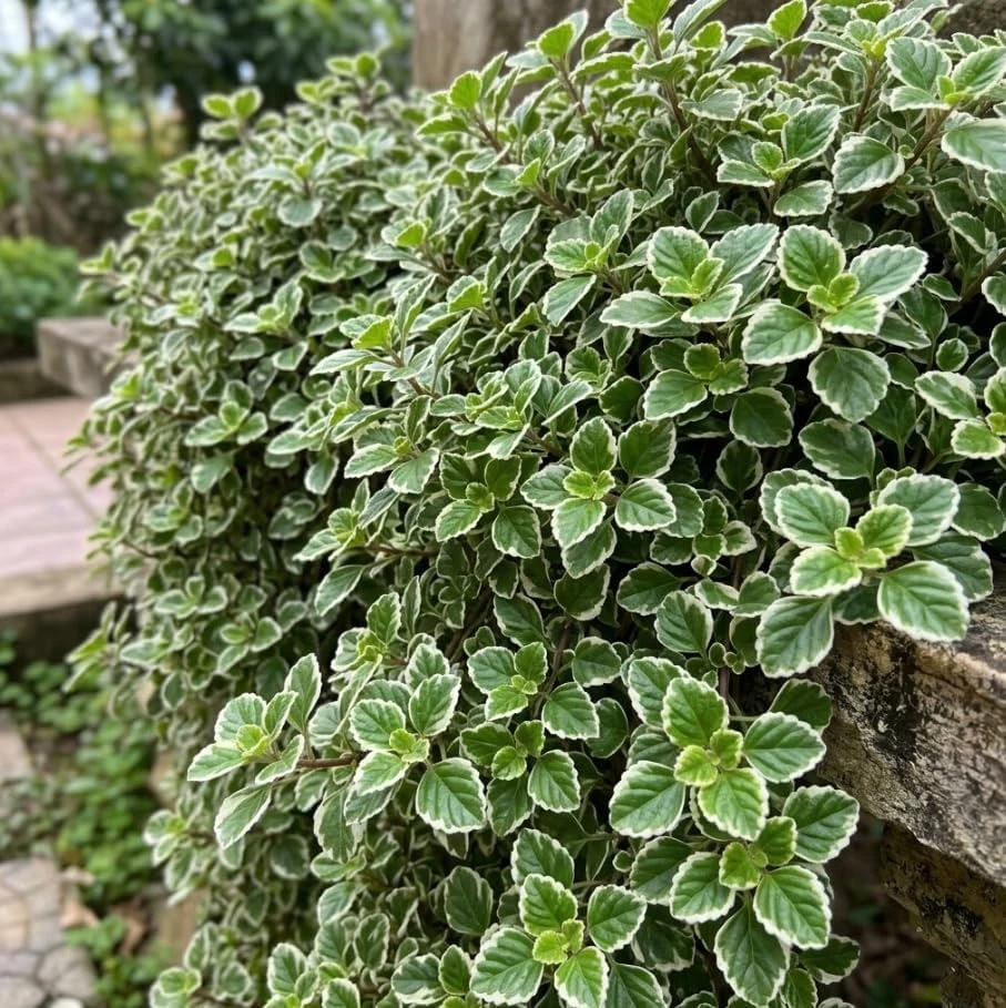 Variegated Swedish Ivy Live Plant - Set of 2, 2-Inch Pot - Indoor/Outdoor Trailing Plant - Image 3