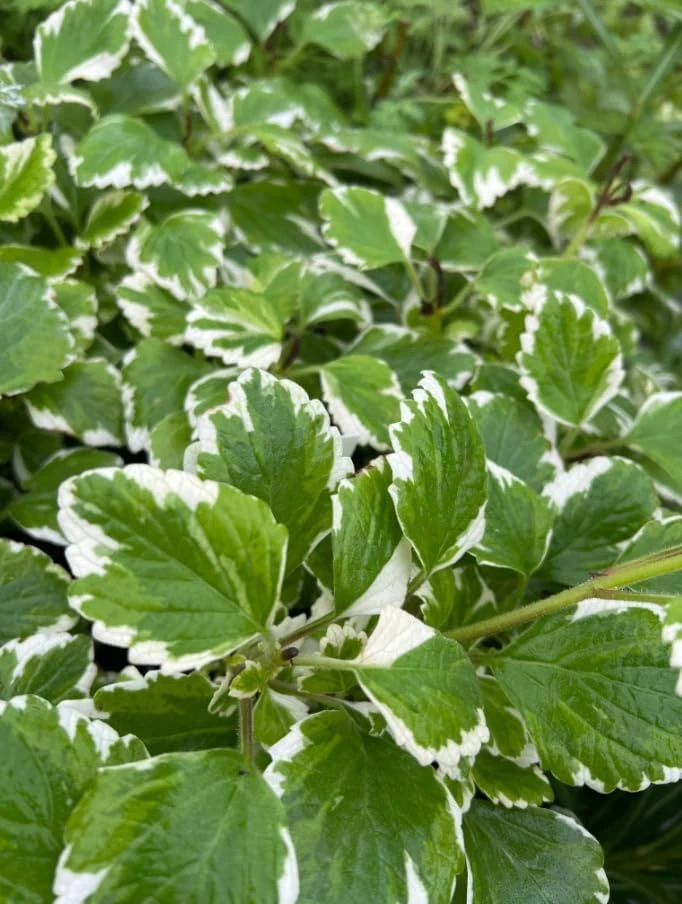 Variegated Swedish Ivy Live Plant - Set of 2, 2-Inch Pot - Indoor/Outdoor Trailing Plant - Image 4