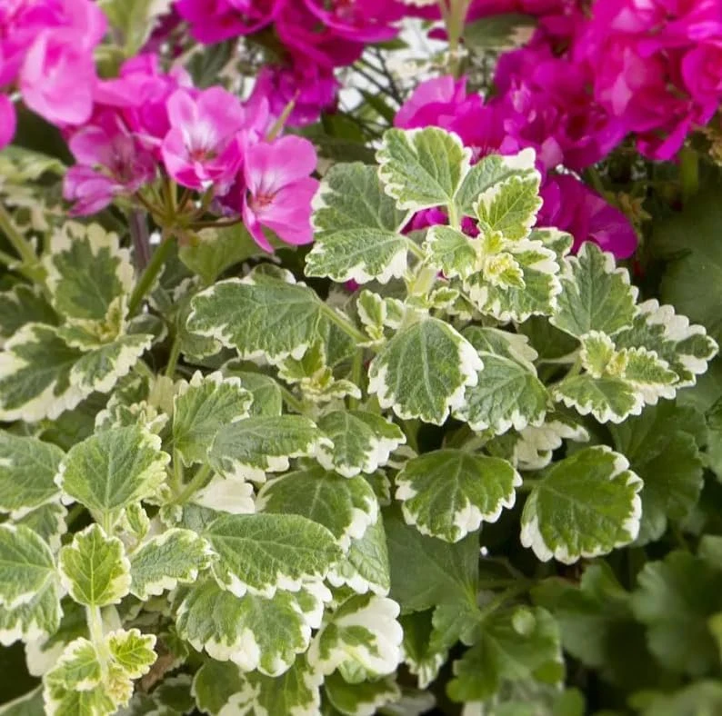 Variegated Swedish Ivy Live Plant - Set of 2, 2-Inch Pot - Indoor/Outdoor Trailing Plant - Image 5