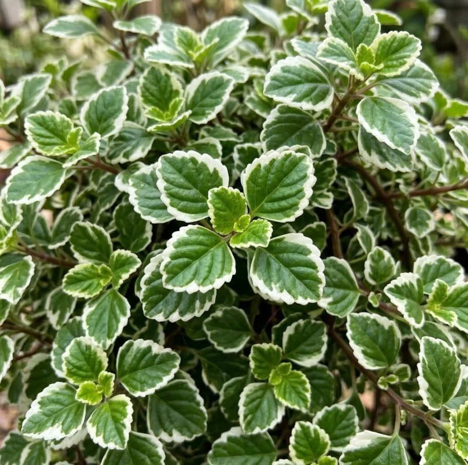 Variegated Swedish Ivy Live Plant - Set of 2, 2-Inch Pot - Indoor/Outdoor Trailing Plant - Image 7