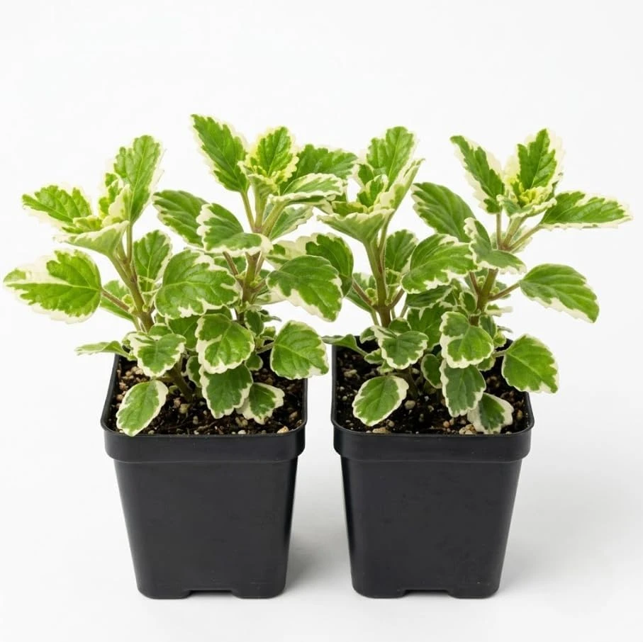 Variegated Swedish Ivy Live Plant - Set of 2, 2-Inch Pot - Indoor/Outdoor Trailing Plant - Image 1