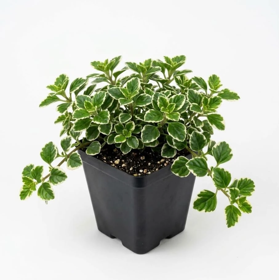 Variegated Swedish Ivy Live Plant - Trailing Houseplant, Green White Foliage, 4 Inch Pot, Indoor/Outdoor - Image 1