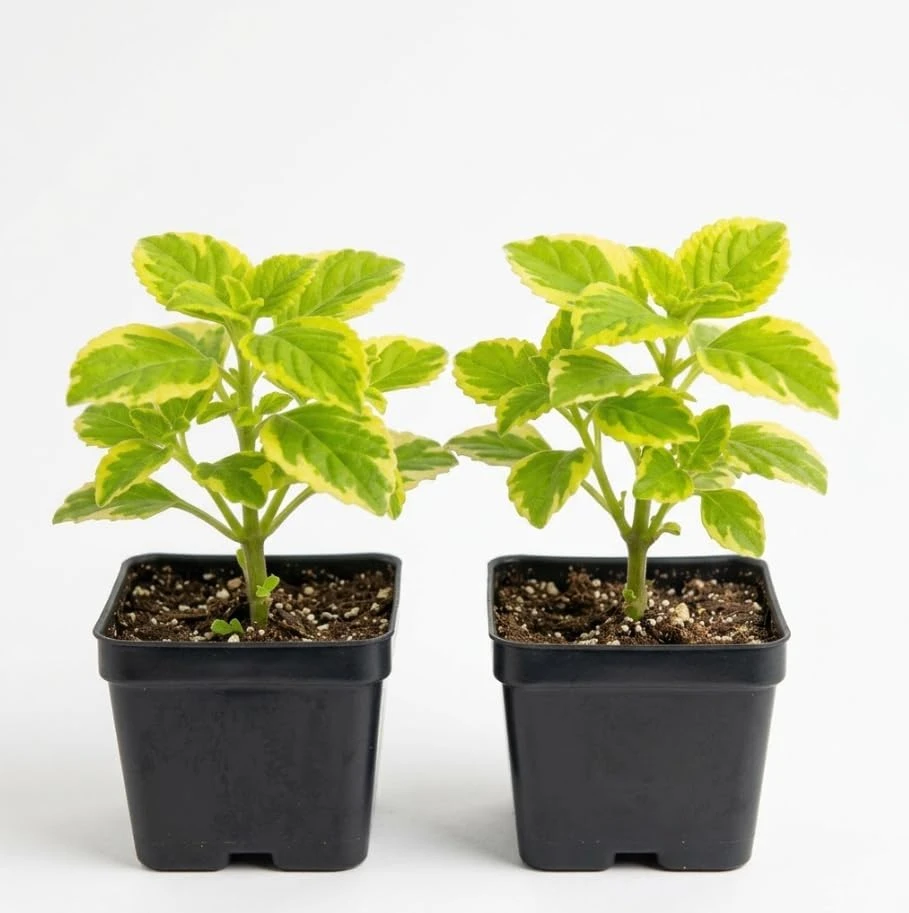 Variegated Swedish Ivy Live Plants - Set of 2, 2-inch Pot, Indoor/Outdoor - Image 1