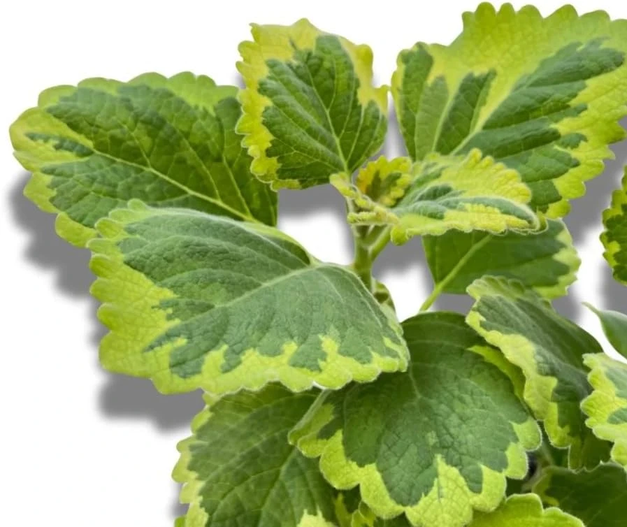 Variegated Swedish Ivy Live Plants - Set of 2, 2-inch Pot, Indoor/Outdoor - Image 3
