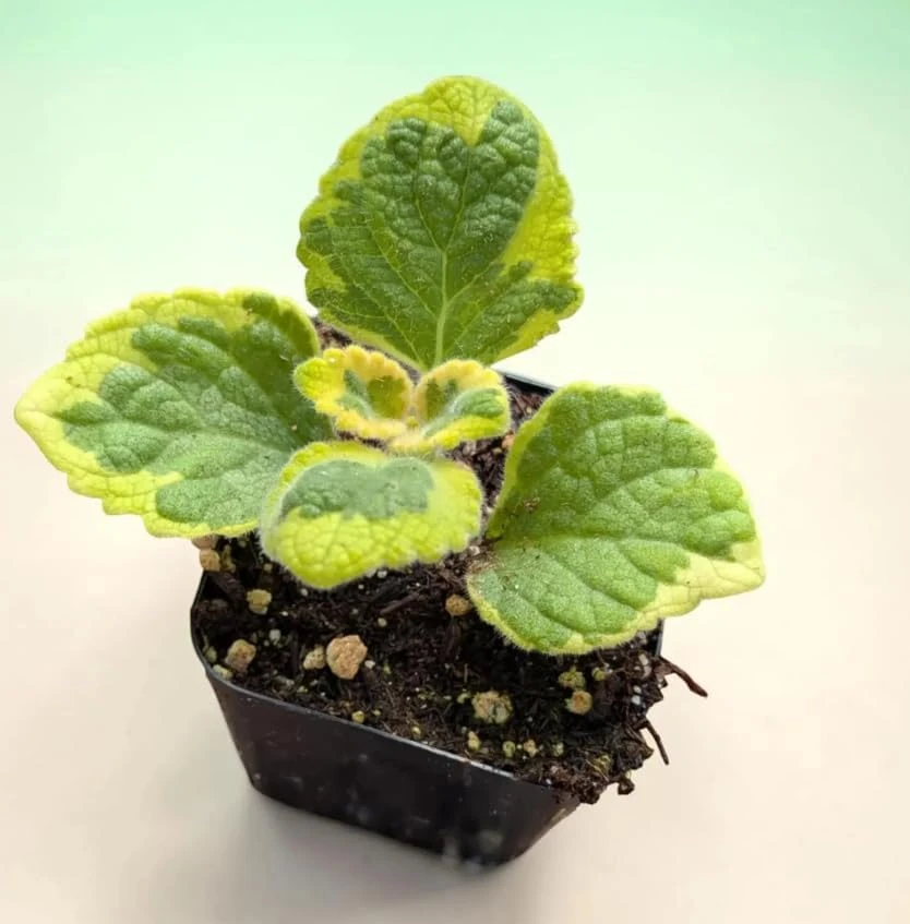 Variegated Swedish Ivy Live Plants - Set of 2, 2-inch Pot, Indoor/Outdoor - Image 4