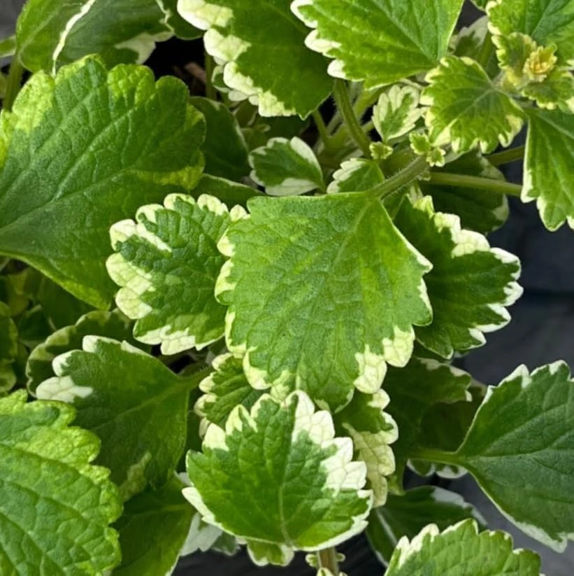 Variegated Swedish Ivy Live Plants - Set of 2, 2-inch Pot, Indoor/Outdoor - Image 5
