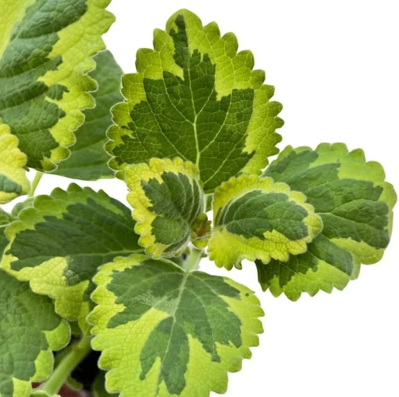 Variegated Swedish Ivy Live Plants - Set of 2, 2-inch Pot, Indoor/Outdoor - Image 6