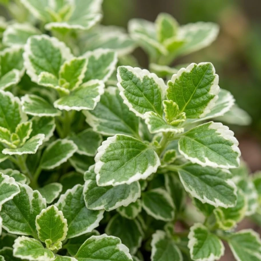Variegated Swedish Ivy Live Plants, Set of 3, 2-inch Pots, Indoor/Outdoor Trailing Foliage - Image 7