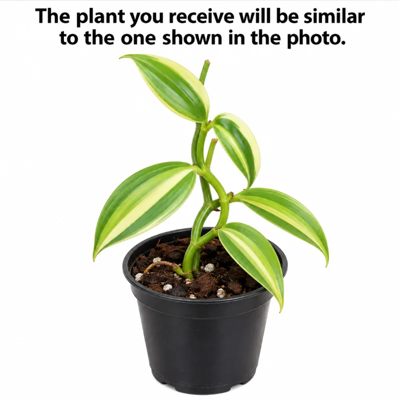 Variegated Vanilla Bean Orchid Live Plant in a 4 Inch Pot, Variegated Vanilla Tree for Home Garden Planting - Image 2