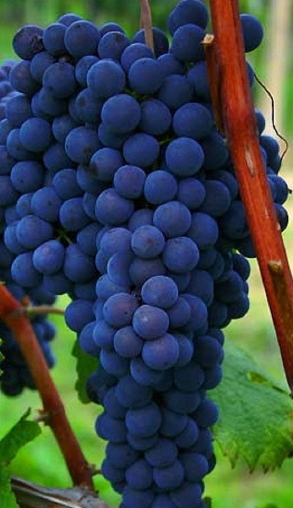 Venus Blue Seedless Grape Live Plant, 1-2 Years Old, 2-3 ft Tall, Potted - Image 1