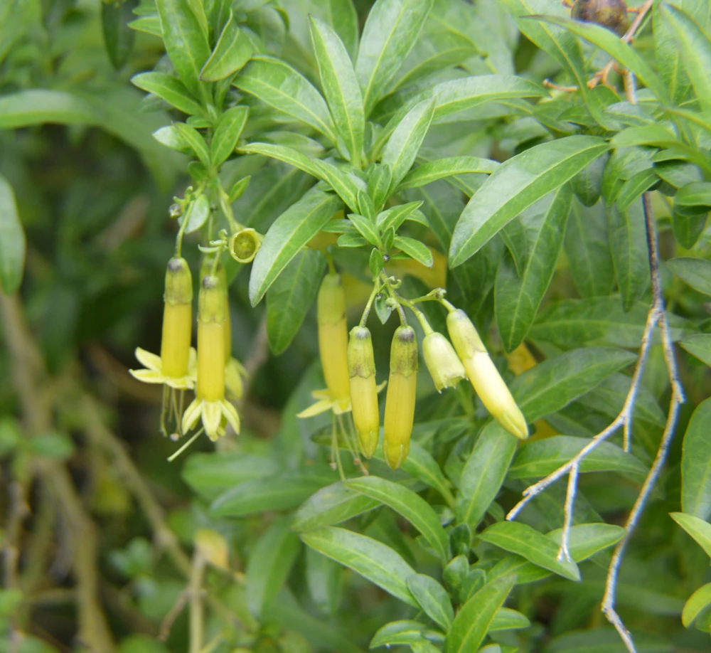 Vestia lycioides Seeds - Chilean Boxthorn Perennial - 10 Seeds - Rare - Image 1