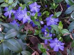 Vinca Minor Vine Live Plant – 2.5" Pot – Evergreen Periwinkle Groundcover - Image 1