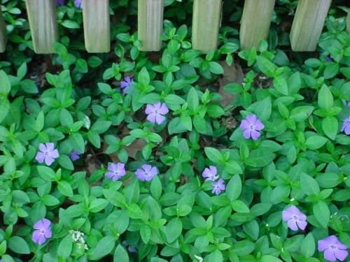 Vinca Minor Vine Live Plant – 4 inch Pot – Evergreen Periwinkle Groundcover – Outdoor - Image 1