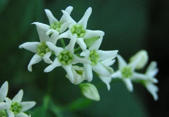 Vincetoxicum hirundinaria White Swallow-wort Seeds - 6 Seed Pack - Image 1