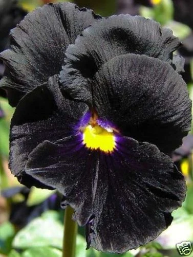 Viola cornuta Bowles Black Seeds – 25 Perennial Flower Seeds – Dark Purple Blooms - Image 1