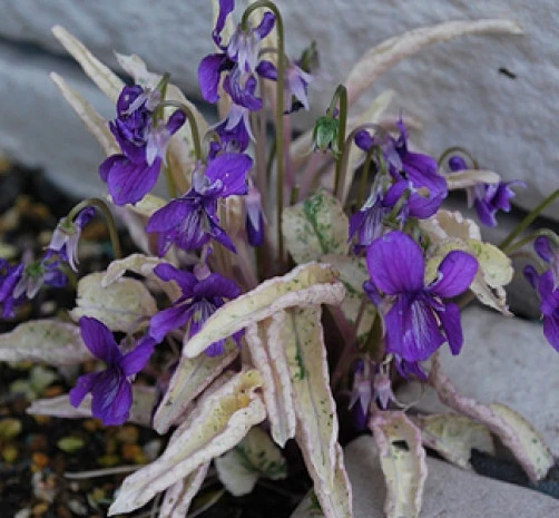 Viola mandschurica Fuji Dawn Variegated Seeds โ Perennial Flower Seeds โ 10 Seeds - Image 2