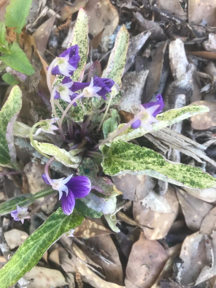 Viola mandschurica Fuji Dawn Variegated Seeds โ Perennial Flower Seeds โ 10 Seeds - Image 3