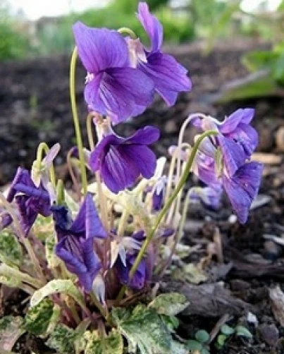 Viola mandschurica Fuji Dawn Variegated Seeds – Perennial Flower Seeds – 10 Seeds - Image 1