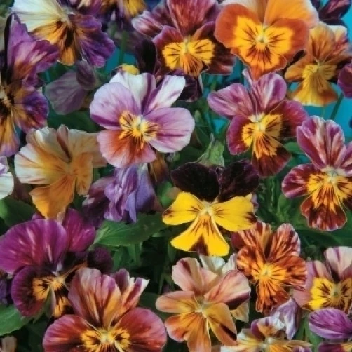 Viola williamsiana Brush Strokes Seeds - Rare Perennial Flower Seeds (10 Seeds) - Image 1