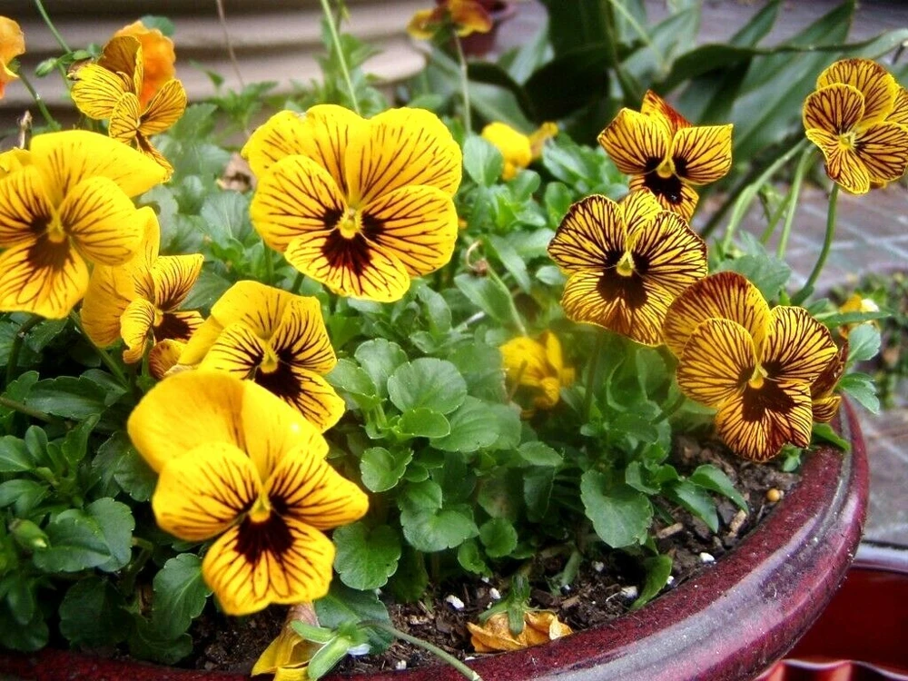 Viola x williamsii Tiger Eyes Seeds - 10 Count Pack for Outdoor Gardens - Image 1