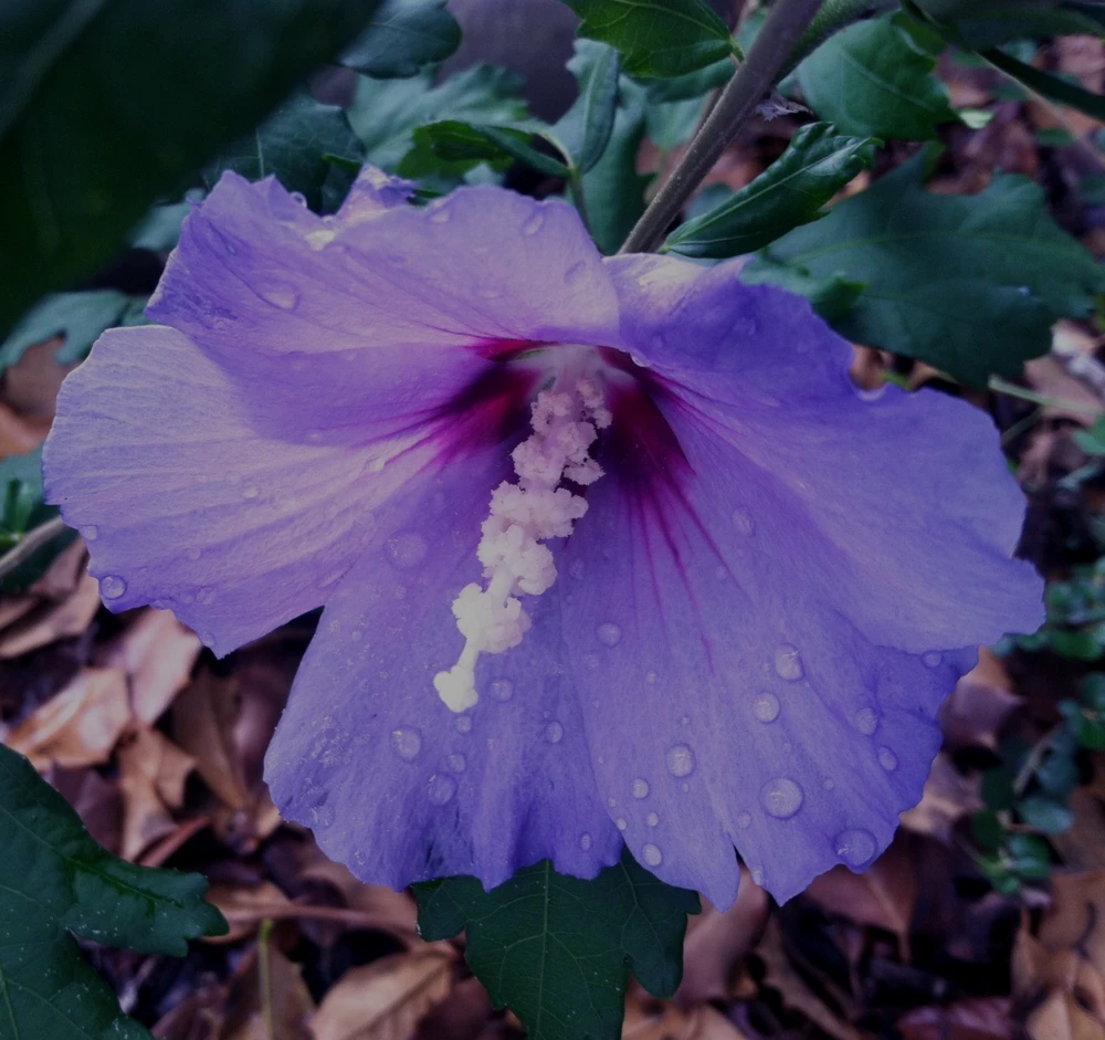 Violet Satin Hibiscus Syriacus Live Plant - 1 Gallon Shrub - Outdoor - Image 2