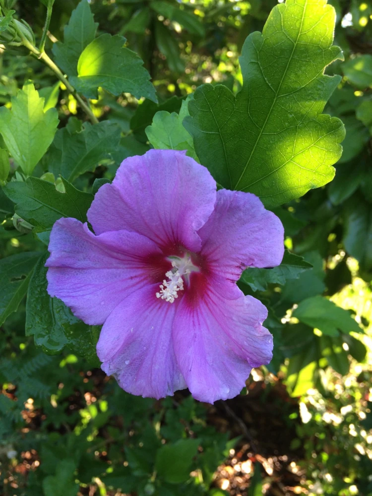 Violet Satin Hibiscus Syriacus Live Plant - 1 Gallon Shrub - Outdoor - Image 3
