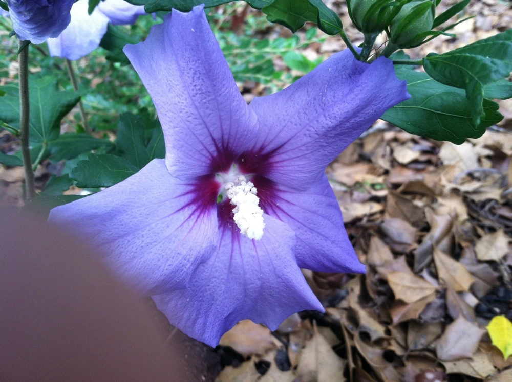 Violet Satin Hibiscus Syriacus Live Plant - 1 Gallon Shrub - Outdoor - Image 4