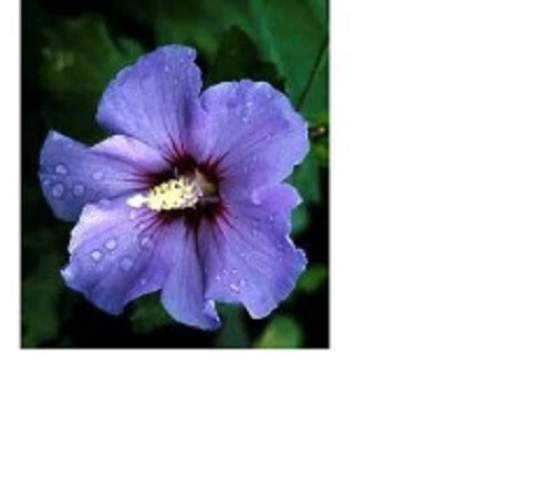 Violet Satin Hibiscus Syriacus Live Plant - 1 Gallon Shrub - Outdoor - Image 1