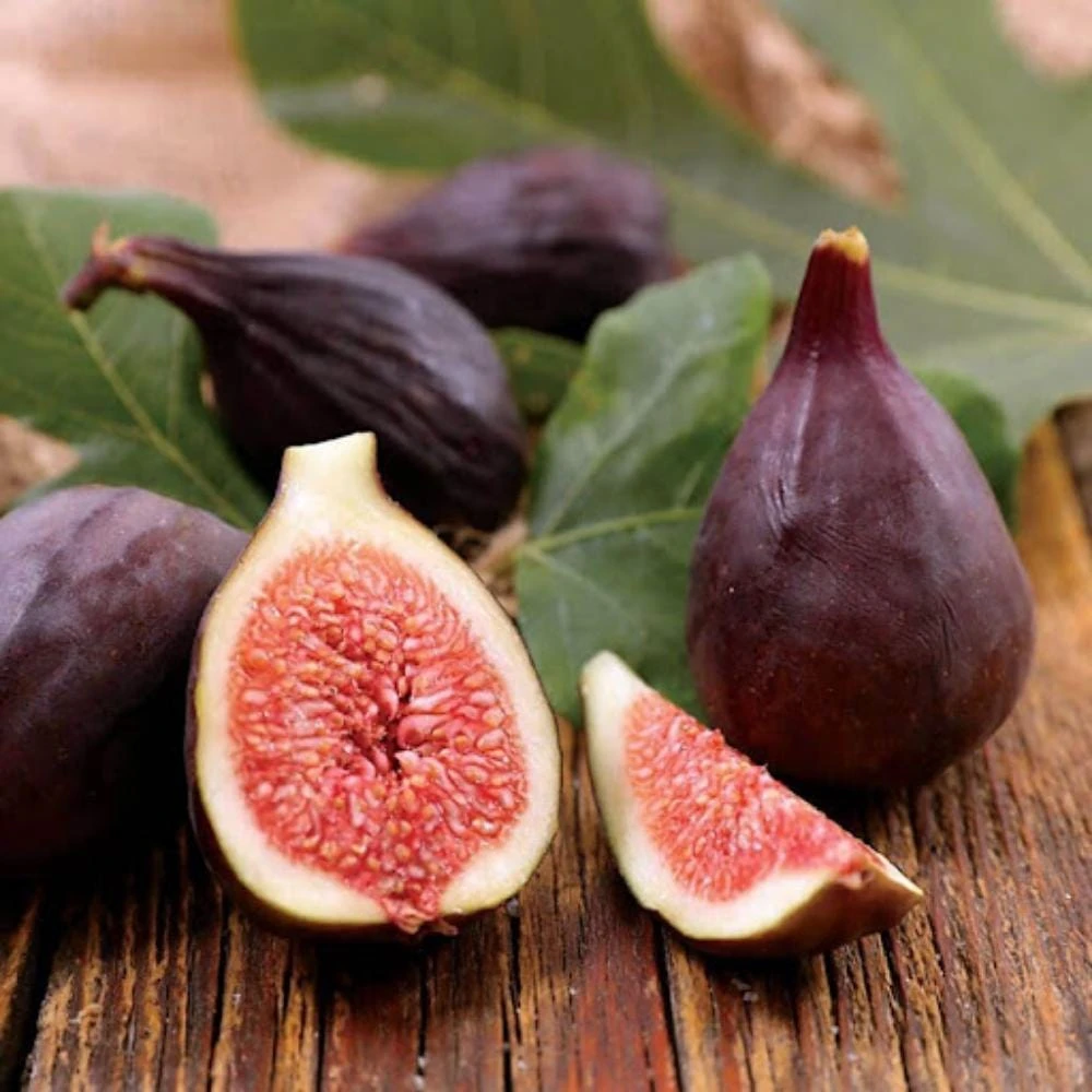 Violette de Bordeaux Fig Live Plant, 4-6 Inches, Fruiting Tree for Garden & Patio - Image 1