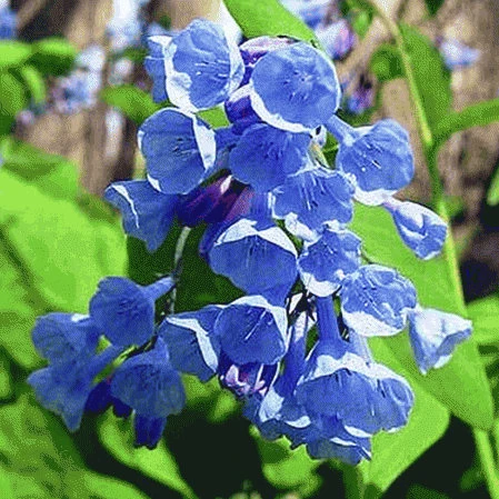 Virginia Bluebell Bare Roots - 5 Pack Wildflower for Shade Gardens - Mertensia - Image 1