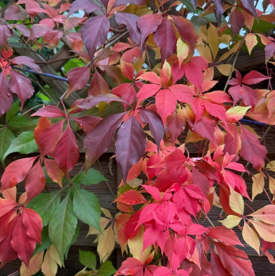 Virginia Creeper Live Vine Plants - 4 Pack, 5-7 In Tall, Red Fall Foliage - Image 4