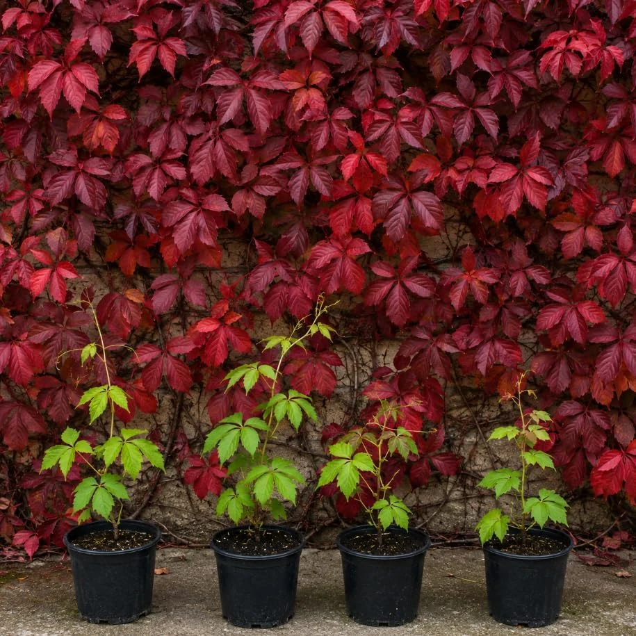 Virginia Creeper Live Vine Plants - 4 Pack, 5-7 In Tall, Red Fall Foliage - Image 1