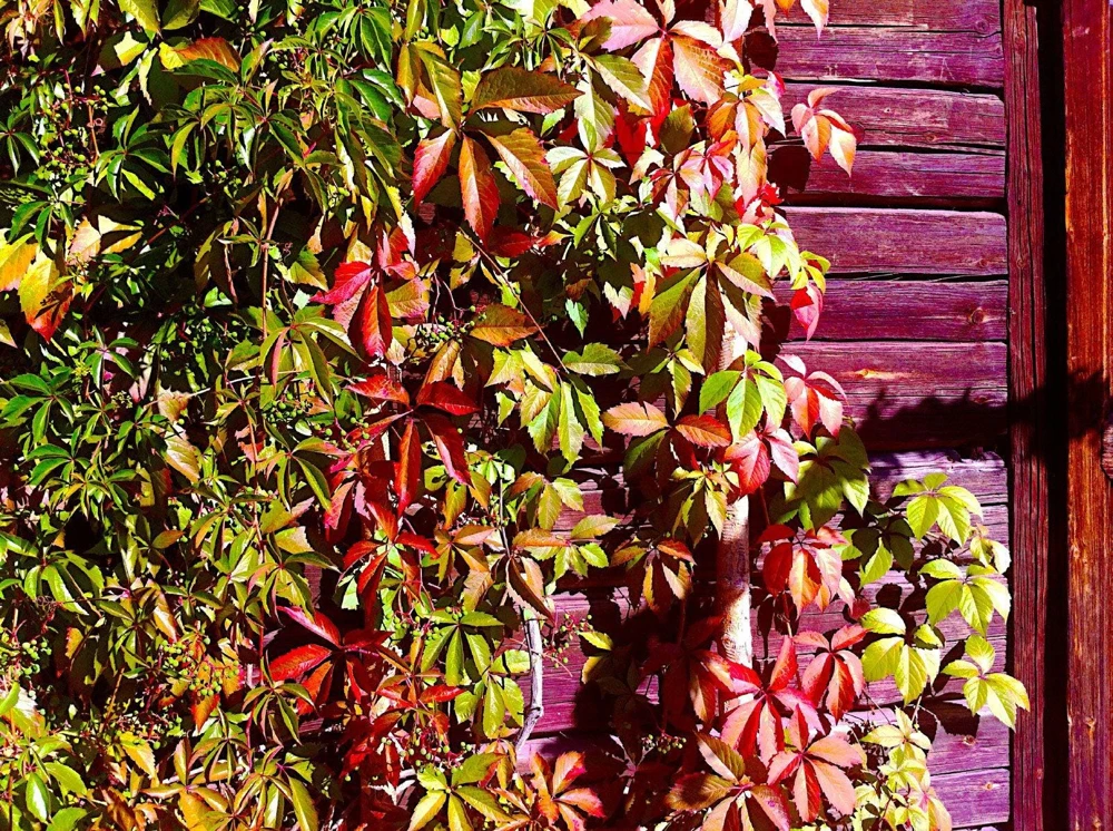 Virginia Creeper Vine Live Plant - 1 Gallon Pot - Outdoor Climbing Groundcover - Image 1