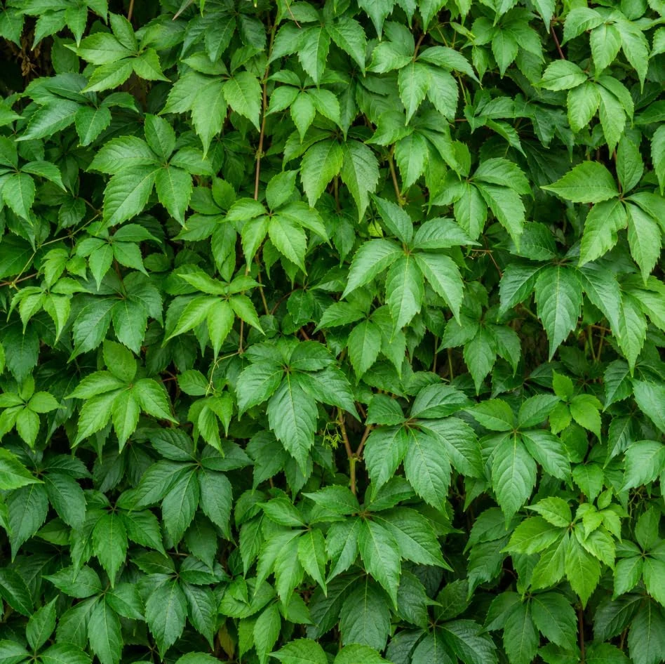 Virginia Creeper Vine Plants - 2 Pack, 5-7 Inch Tall, Red Fall Foliage, Live Perennial Outdoor - Image 2