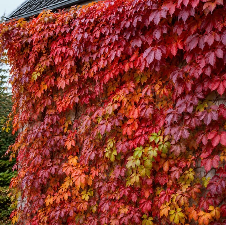 Virginia Creeper Vine Plants - 2 Pack, 5-7 Inch Tall, Red Fall Foliage, Live Perennial Outdoor - Image 3