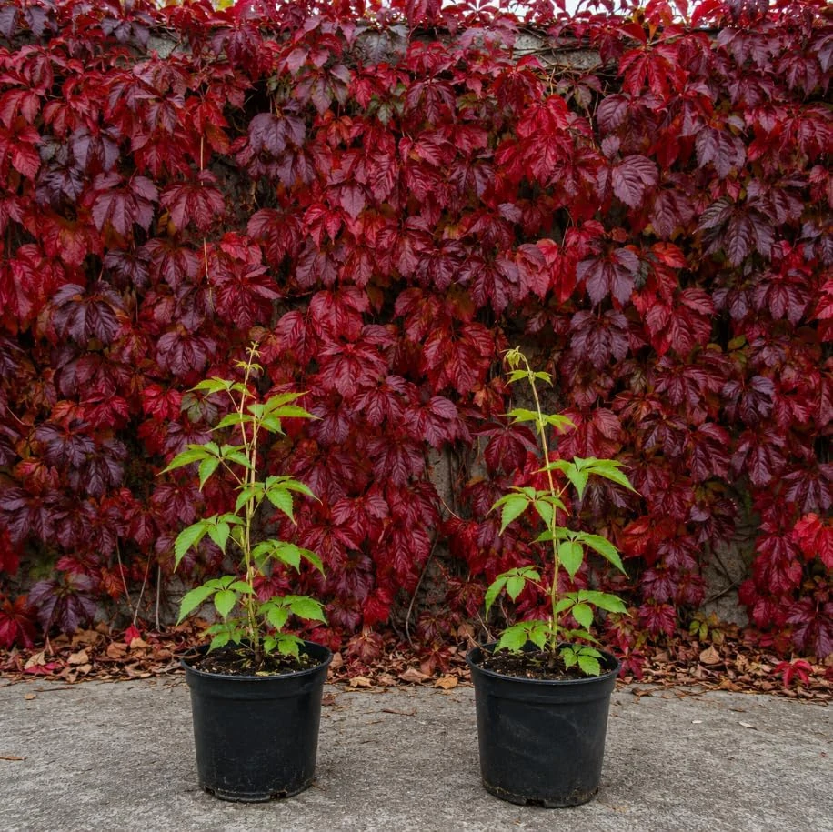 Virginia Creeper Vine Plants - 2 Pack, 5-7 Inch Tall, Red Fall Foliage, Live Perennial Outdoor - Image 1