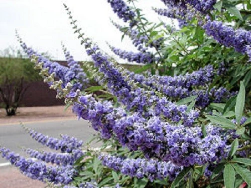 Vitex agnus-castus Chaste Tree Seeds - 30 Seed Pack - Hardy Perennial - Image 1