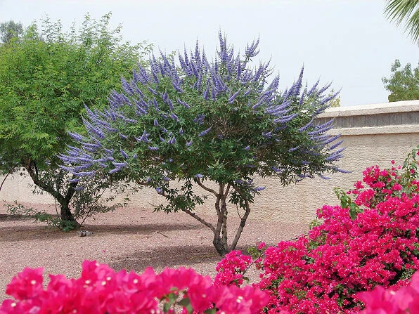 Vitex agnus-castus Chaste Tree Seeds - 30 Seed Pack - Hardy Perennial - Image 2
