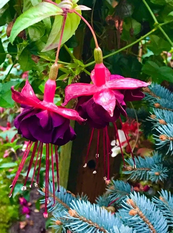 Voodoo Fuchsia Live Plant - 6 inch Pot - Flowering Ornamental for Shade - Image 1