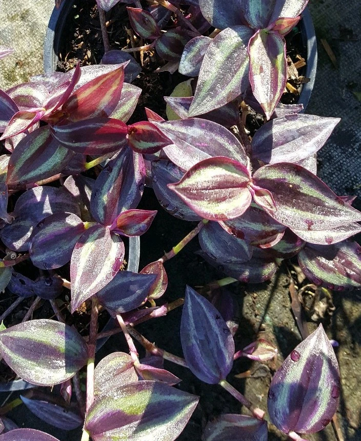 Wandering Jew Tradescantia Zebrina Live Plant Cuttings - 5 Pack, 5 inch, Indoor/Outdoor - Image 2